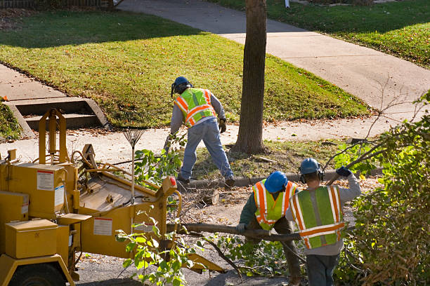 Best Tree Preservation Services  in Laton, CA